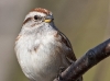 Tree Sparrow 07