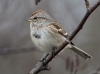 Tree Sparrow 08