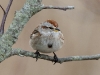 Tree Sparrow 09