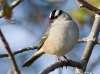 White Crowned Sparrow 01