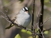 White Crowned Sparrow 02