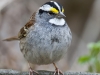 White Throated Sparrow 07