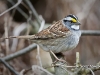 White Throated Sparrow 08
