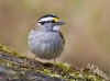 White Throated Sparrow 01