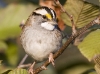White Throated Sparrow 02