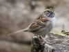 White Throated Sparrow 03