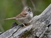 White Throated Sparrow 04