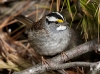 White Throated Sparrow 05