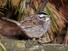 White Throated Sparrow 06