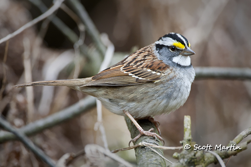 white-throated-sparrow-08