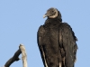 black-vulture-01