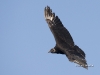 black-vulture-02