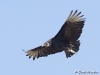 black-vulture-03