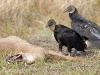 black-vulture-04