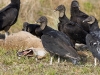 black-vulture-05