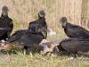 black-vulture-06
