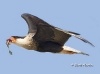 caracara-01