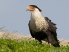 caracara-02