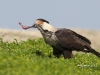 caracara-03