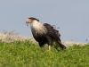 caracara-04