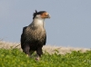 caracara-05
