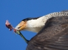 caracara-06