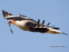 caracara-07