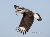 caracara-08