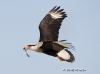 caracara-09