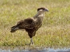 caracara-10