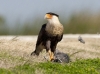 caracara-11