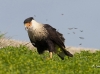 caracara-12