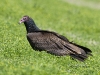 turkey-vulture-01