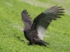turkey-vulture-02