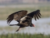 turkey-vulture-03