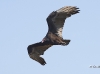 turkey-vulture-04