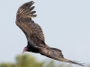 turkey-vulture-05