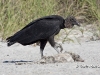 black-vulture-07