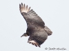 black-vulture-08