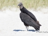 black-vulture-09