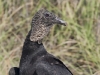 black-vulture-10