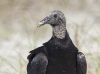 black-vulture-11