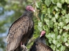 turkey-vulture-06