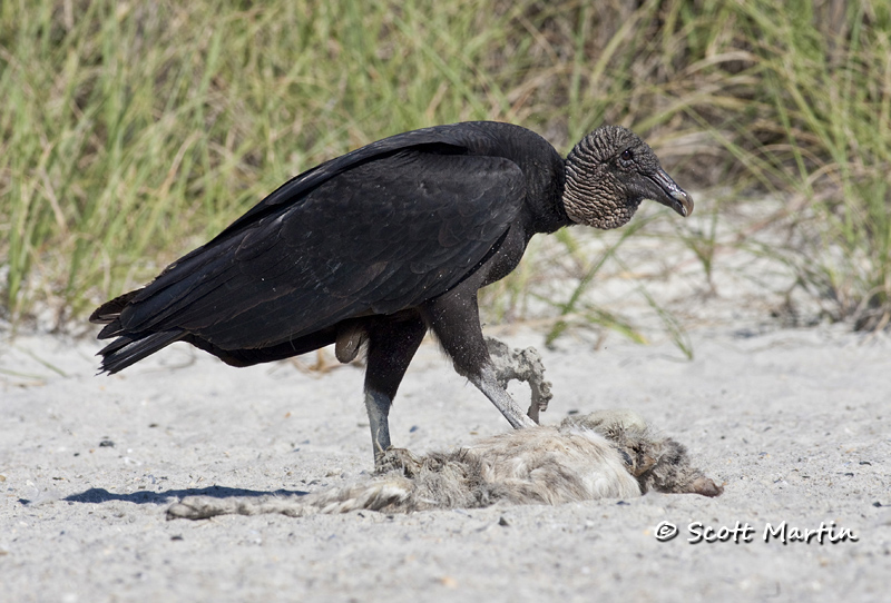 black-vulture-07