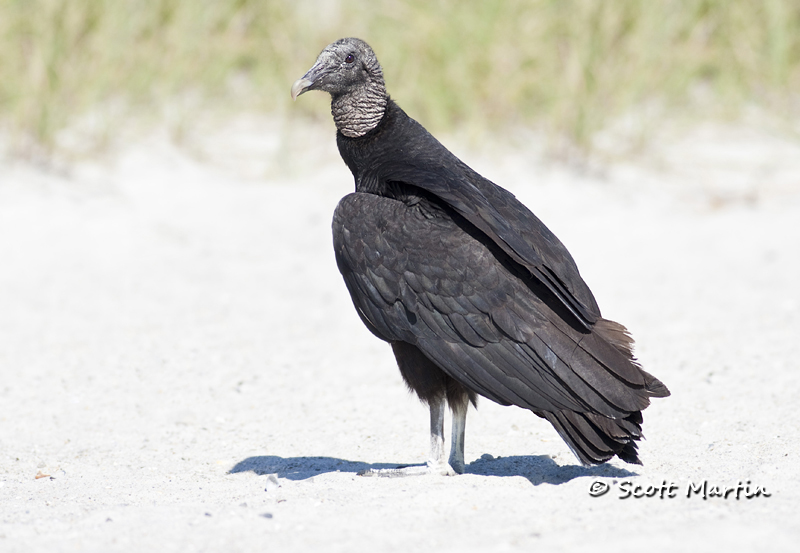 black-vulture-09