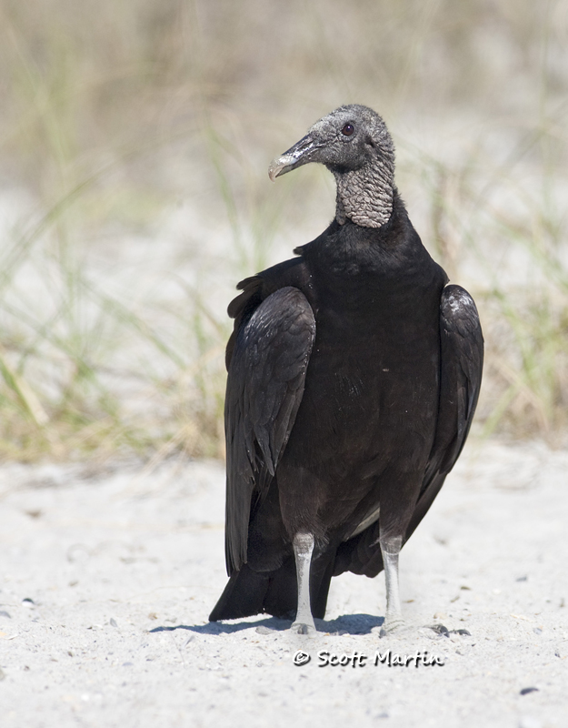 black-vulture-11