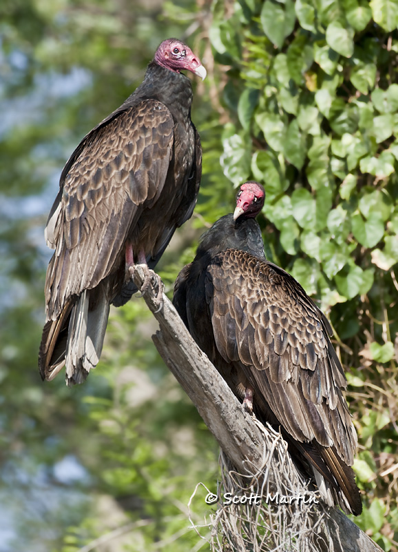 turkey-vulture-06