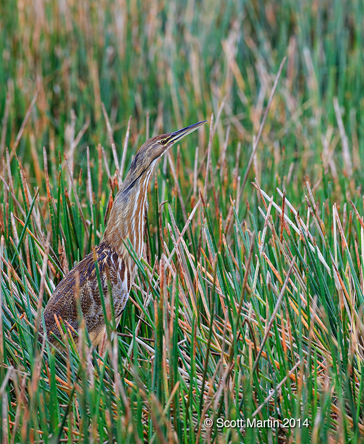 American Bittern 01