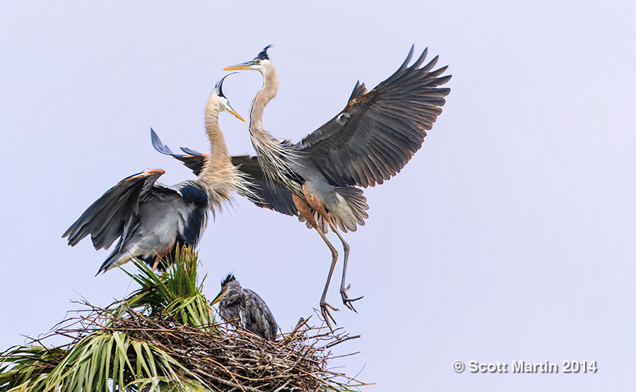 Great Blue Heron 34