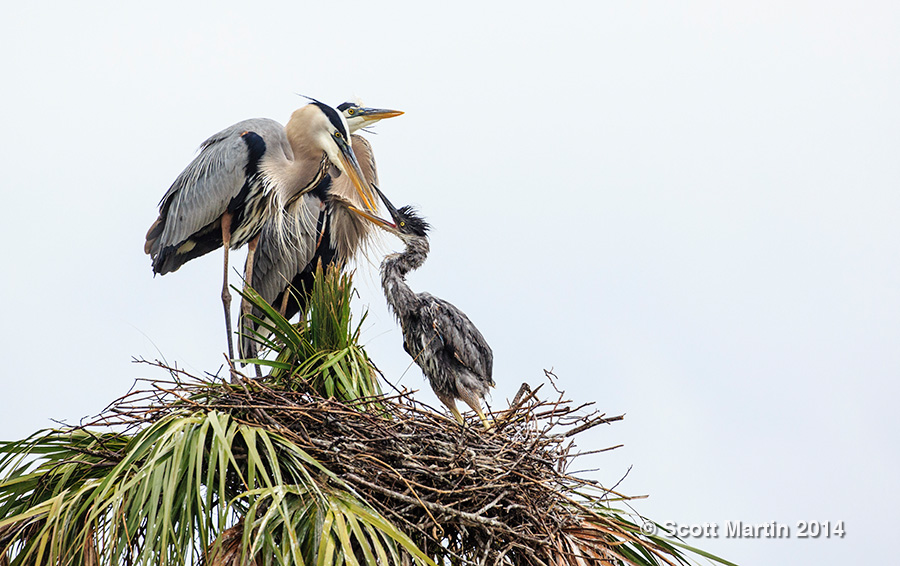 Great Blue Heron 39